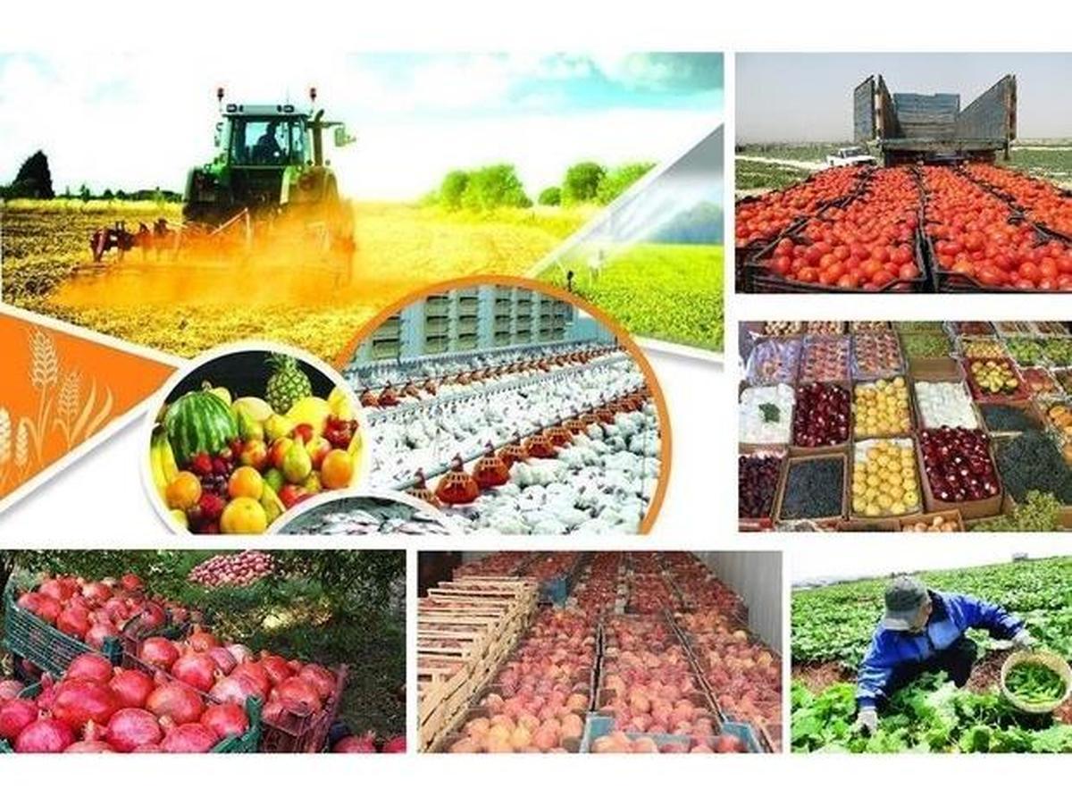 إيران ضمن الدول الـ 7 الأولى بالمنتجات الزراعية