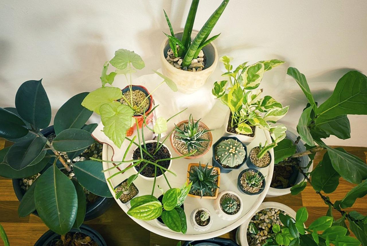 هل تؤثر النباتات في المنزل على الصحة؟