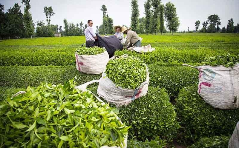 صادرات الشاي الإيراني ترتفع ودولة عربية في صدارة المشترين