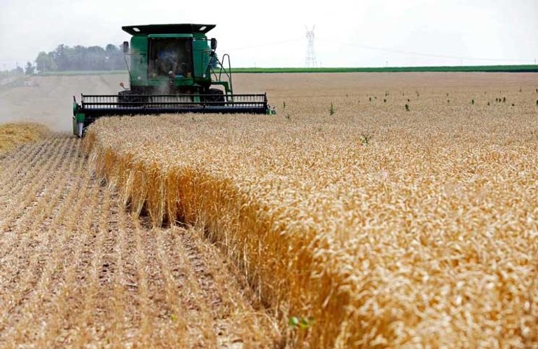 ايران تسجل مليون طن من مشتريات القمح المحلي