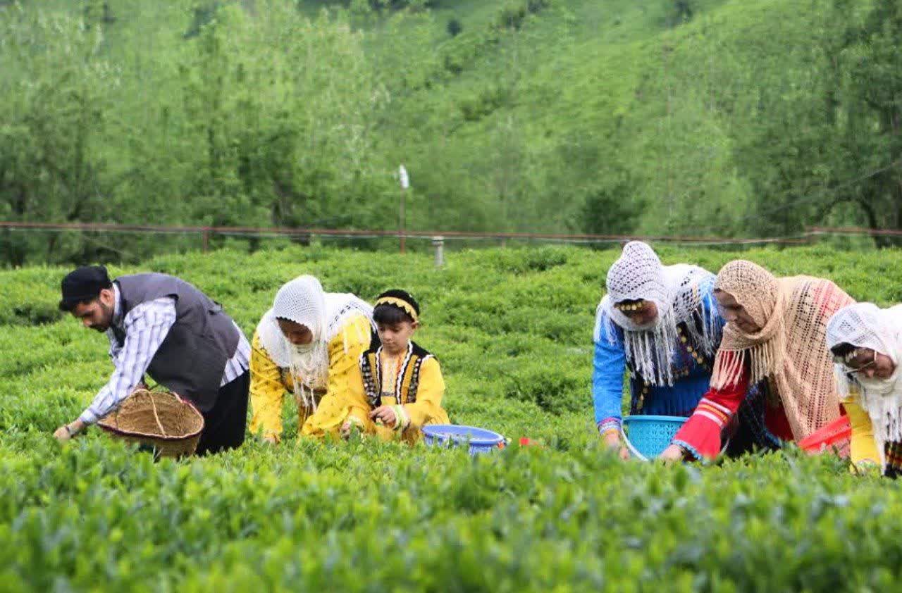 موسم حصاد الشاي في إيران+صور