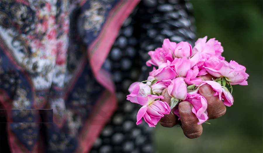 صور.. موسم قطف الورود في مزارع بيرجند