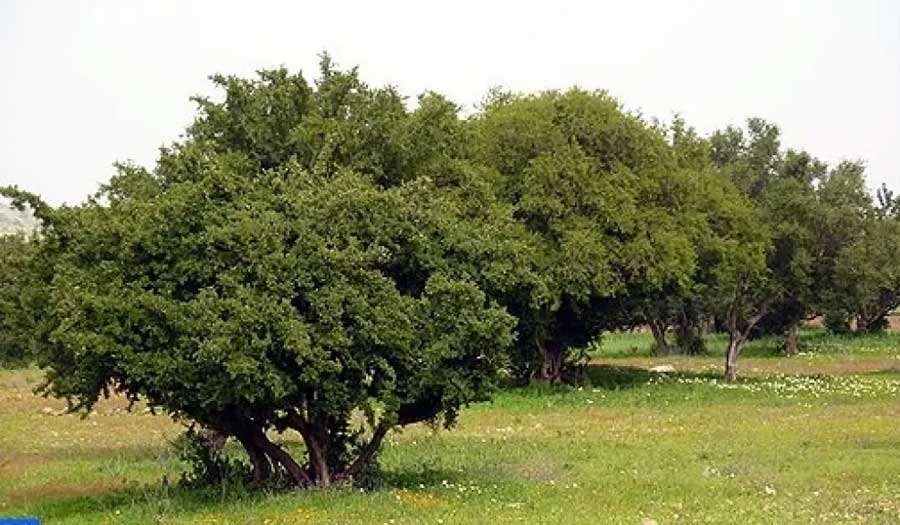 "الشجرة الأعجوبة".. الأمم المتحدة تحتفي باليوم الدولي الثالث لشجرة الأركان