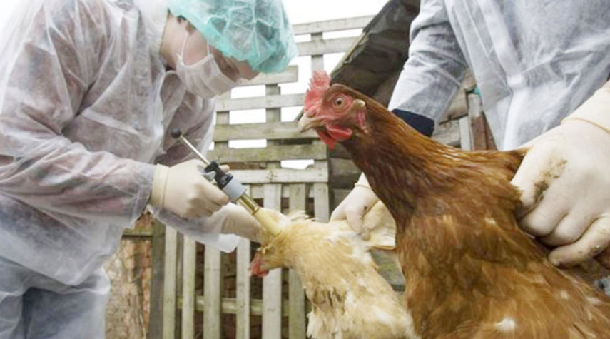 البرازيل ترصد إصابات شديدة العدوى بإنفلونزا الطيور