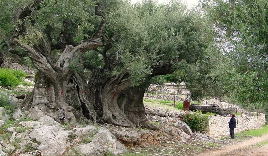 بعمر 5 آلاف سنة.. أقدم شجرة زيتون تتحدى الاحتلال