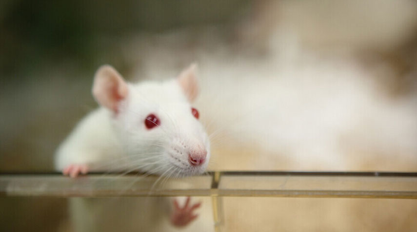 "مفتاح طول العمر" .. "تقييد الأكسجين" يساعد فئران المختبر على العيش عمراً مديداً
