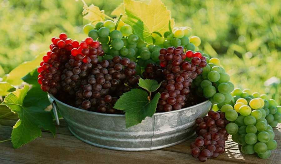 العنب أفضل فاكهة لصحة الأمعاء 