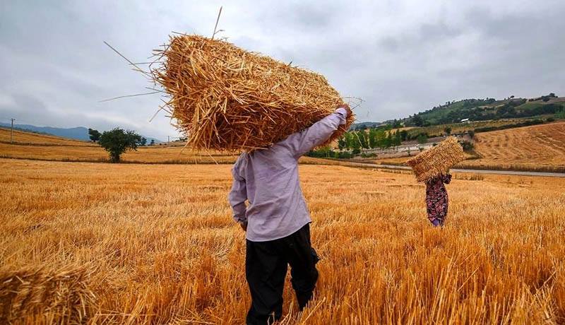 إيران تكشف عن حجم إنتاج القمح في البلاد