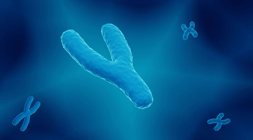 كروموسوم Y يتلاشى وجين جنسي بديل قد يعني "ظهور أنواع بشرية مختلفة"!
