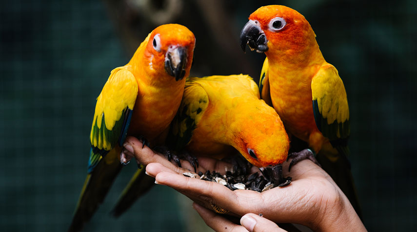 ما هي الأمراض التي تنتقل من الطيور والحيوانات إلى الإنسان؟