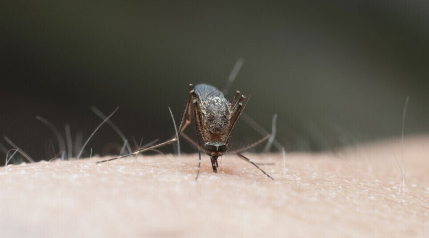 علماء يطورون "مصائد سكر" لجذب البعوض المسبب للملاريا وقتله