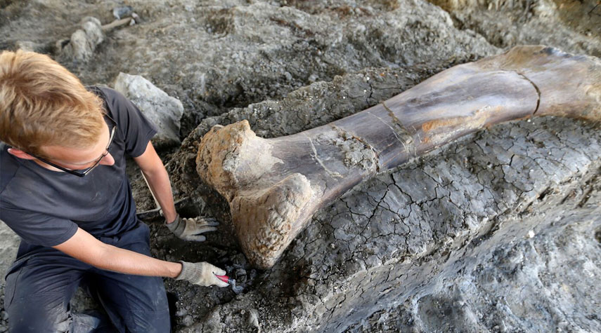 روسيا.. اكتشاف عظام ديناصور من نوع صوروبودا
