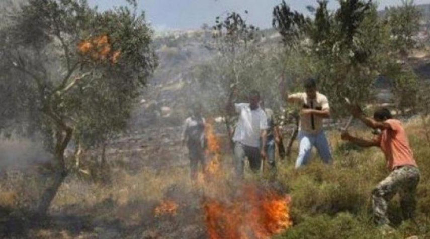 مستوطنون يحرقون محاصيل زراعية جنوب الخليل