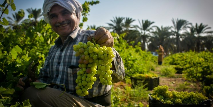 بالصور من إيران.. قطاف العنب من بساتين خوزستان