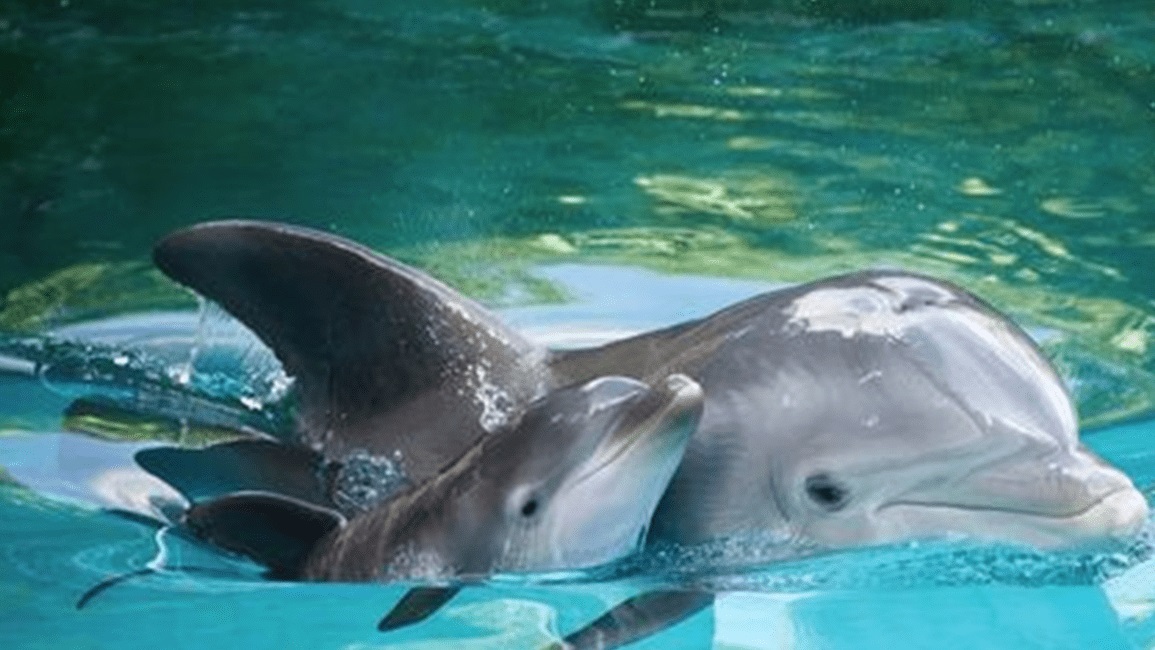 دراسة: أمهات الدلافين تمتلك نبرة صوت خاصة للاتصال بأطفالها