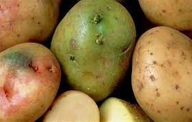 هل تعلم ما سر ظهور البقع الخضراء على البطاطس؟