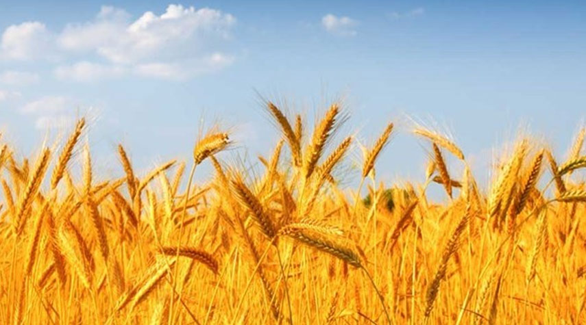ارتفاع أسعار القمح في الأسواق العالمية بعد توقف اتفاق الحبوب