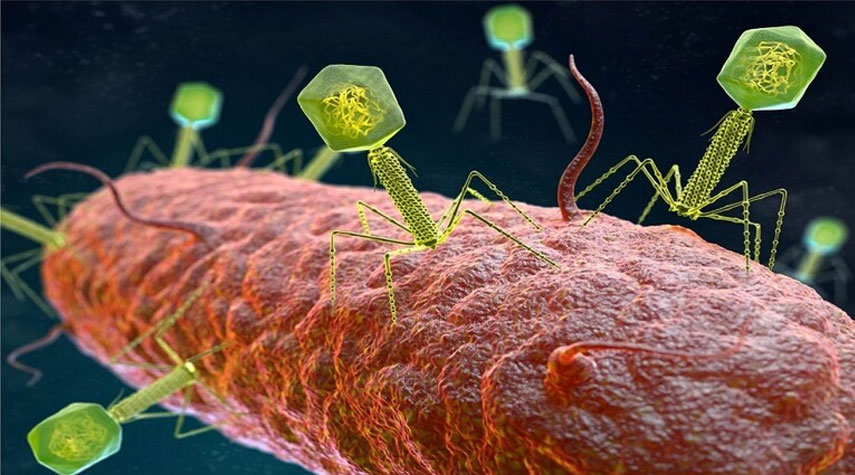 العلماء الروس يكتشفون فيروساً يأكل البكتيريا الضارة