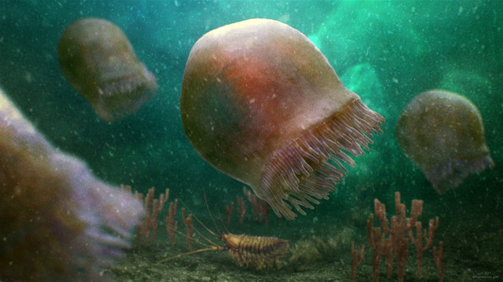 اكتشاف قنديل بحر متحجر عمره 500 مليون عام