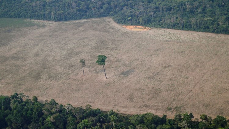 البرازيل تستضيف قمة إقليمية لإنقاذ غابة الأمازون
