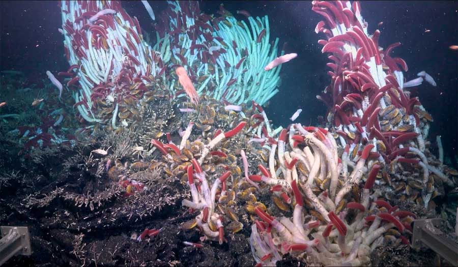 اكتشاف نظام بيئي مذهل في أعماق المحيطات