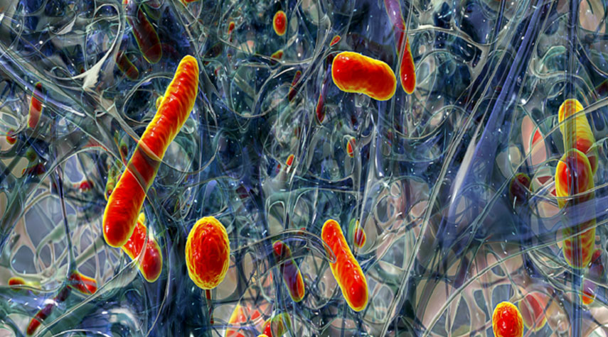 "فيروسات ودّية" قد تعالج أمراض الرئة المقاومة للمضادات الحيوية!