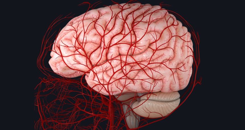 آلية جديدة لتحفيز إصلاح الدماغ بعد السكتة الدماغية