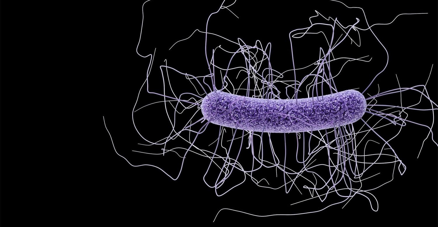 هل هناك علاقة بين البكتيريا والمزاج والذكاء؟