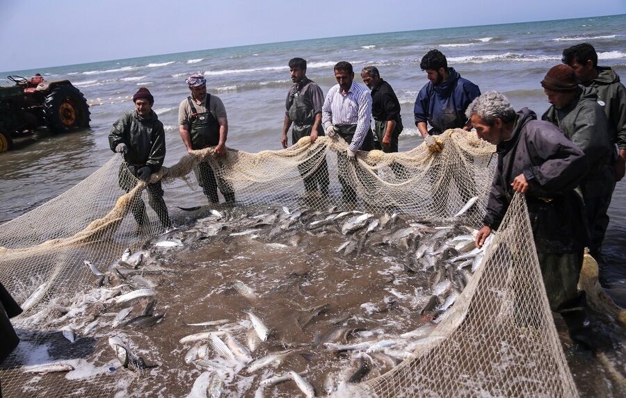 بالصور من إيران.. صيد الروبيان في بوشهر 