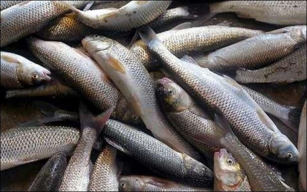 إيران تكشف حجم صادراتها للثروة السمكية 