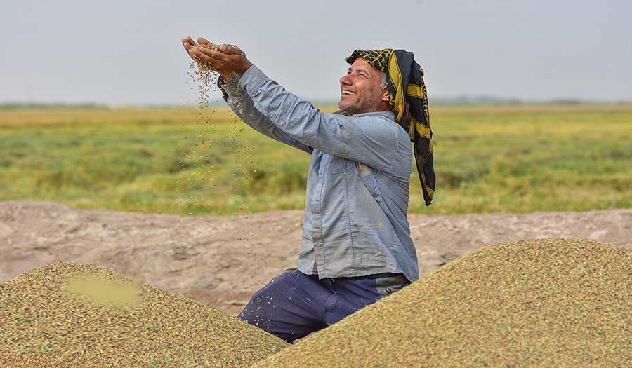 بالصور.. حصاد رز العنبر في خرمشهر