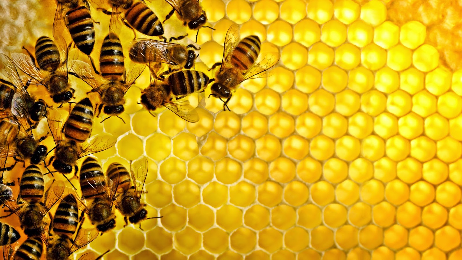 هل تعرف أين يختفي النحل والحشرات الأخرى في الشتاء؟