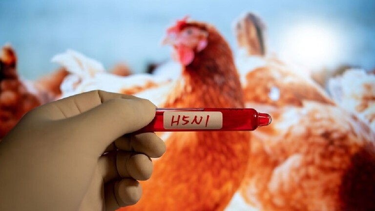 دولة أوروبية تبلغ عن تفشي إنفلونزا الطيور "شديدة العدوى"!