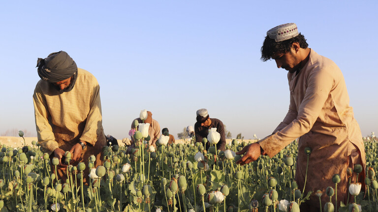 أفغانستان تخسر اللقب العالمي كأكبر منتج للأفيون