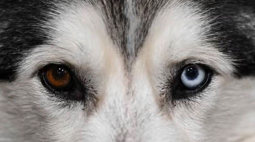 دراسة: التدجين وراء تغيير لون عيون الكلاب