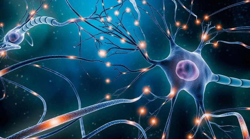 علماء روس: النظائر الرقمية لخلايا الدماغ تحسن "ذاكرة" الشبكات العصبية بنسبة 20%
