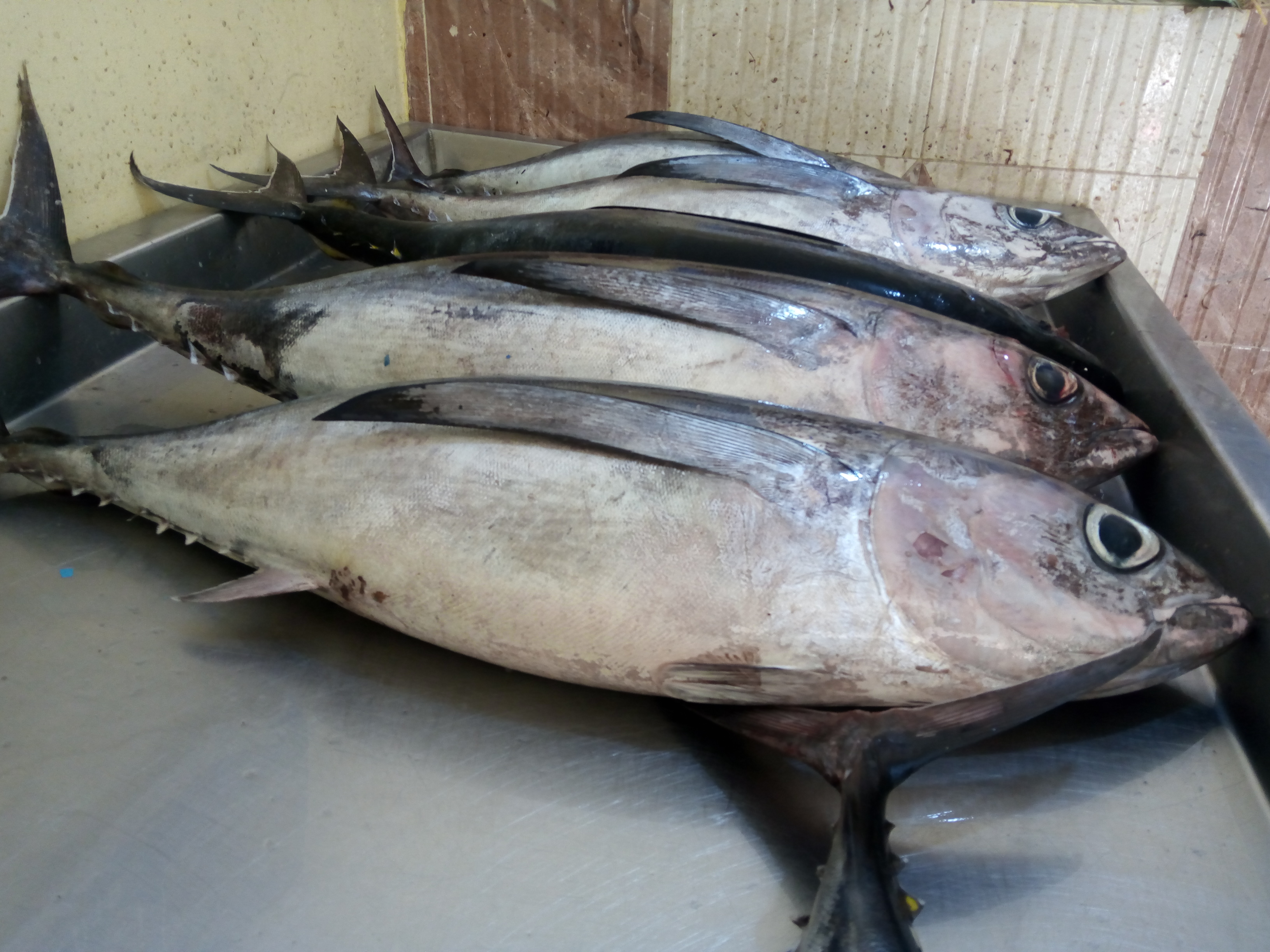 إيران الأولى في اصطياد أسماك التونة في غرب المحيط الهندي
