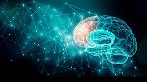 مفتاح تعزيز حجم الدماغ في مناطق الذاكرة والتعلم!