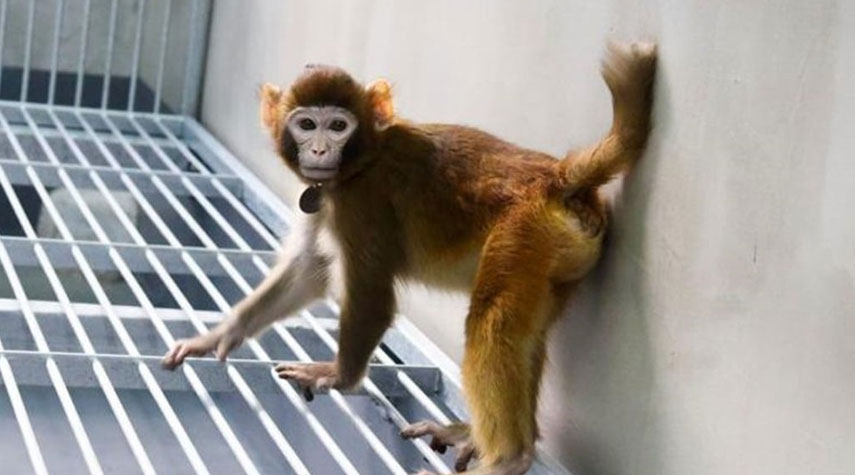 نجاح أول عملية استنساخ لقرد في الصين