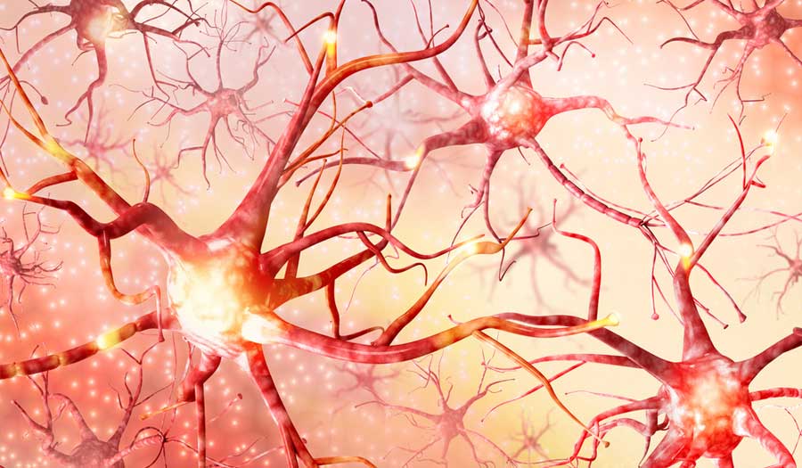 دراسة جديدة تكشف عن أسباب موت خلايا الدماغ!
