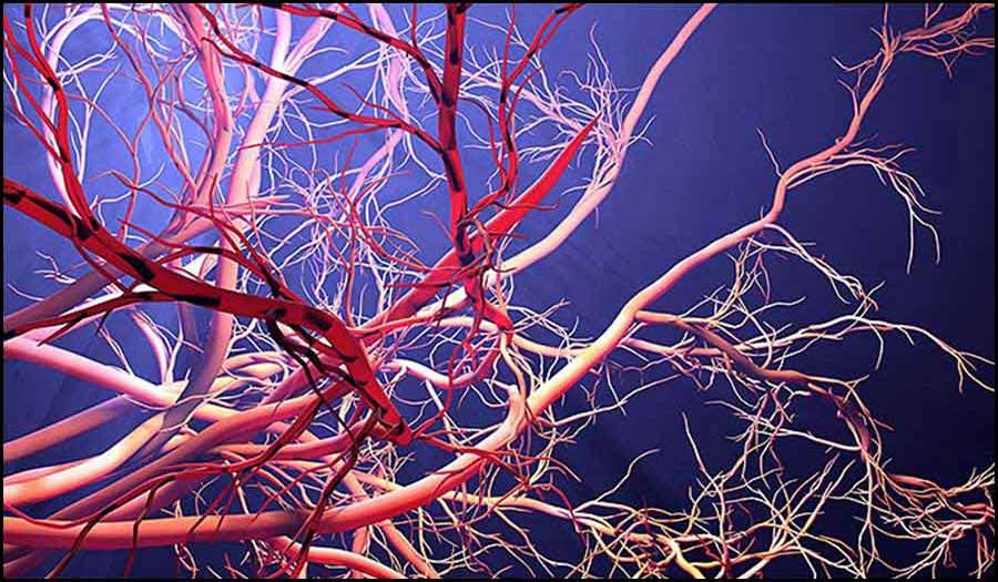 طريقة لتحسين الأوعية الدموية لكبار السن