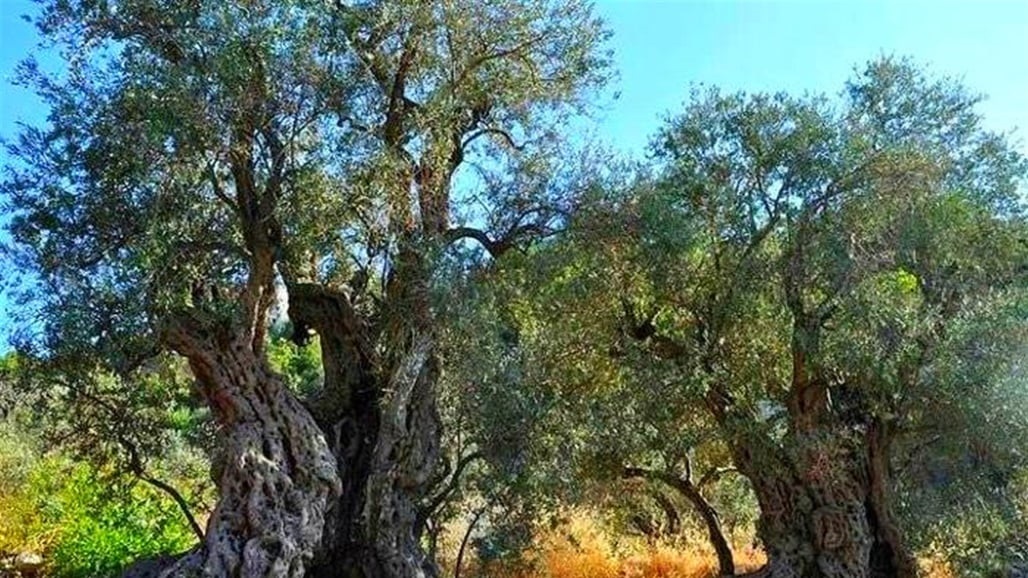 تعرف على أقدم شجرة زيتون في العالم