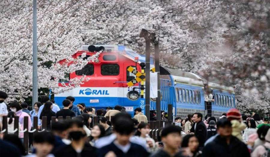 مهرجان جينهاي لأزهار الكرز في كوريا الجنوبية + صور