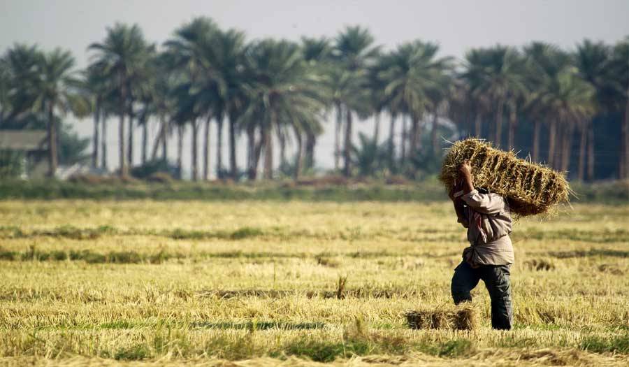 موسم الحنطة في العراق.. إنتاج وفير وفائض أكبر من القدرة الخزنية