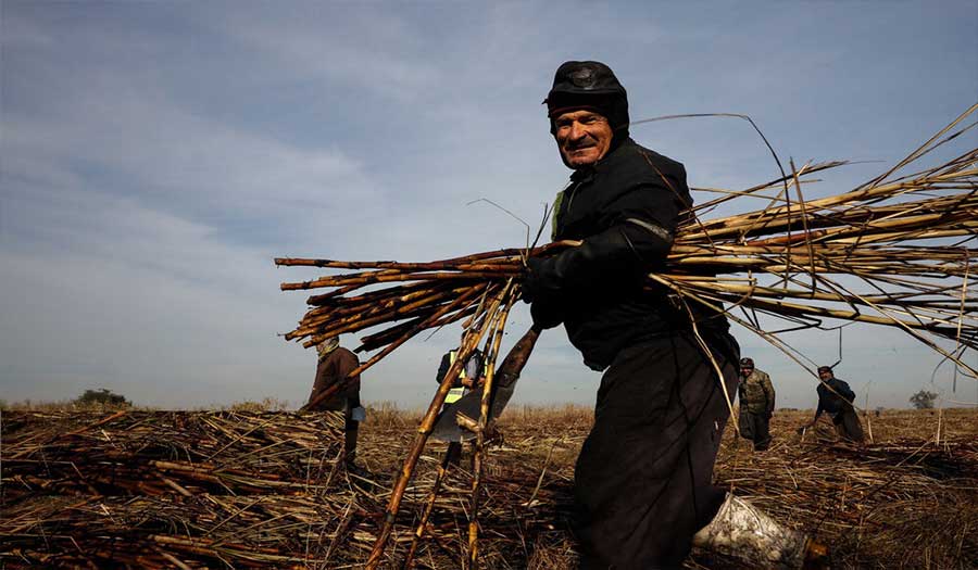 بالصور: حصاد قصب السكر.. رحلة من القصب الى السكر