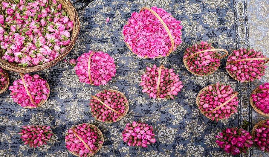 صور.. جني الورود وتقطير ماء الورد في ميمند 